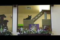 Photo of a Cat overseeing the Central Pet Retail Facilities
